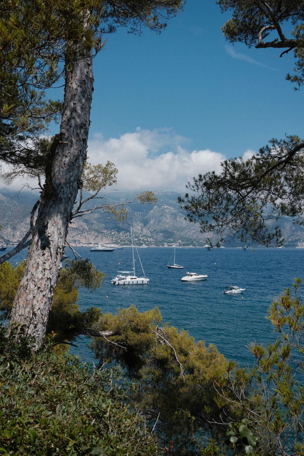 Yachten vor Anker in einer Bucht an der Côte d'Azur, zwischen Kiefern gesehen